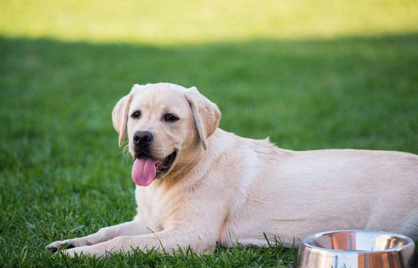 狗狗性格排行榜:最“溫順”的3種狗和最“兇”的3種狗 狗狗性格排行榜:最“溫順”的3種狗和最“兇”的3種狗