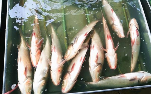 含“寄生蟲”最多的3種魚，沒營養還貴，老闆自己從不吃