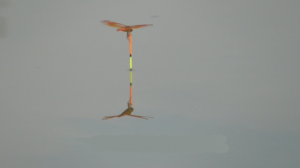 論靈敏度，有比朝天鉤更厲害的嗎？天冷必選釣法，沒有之一