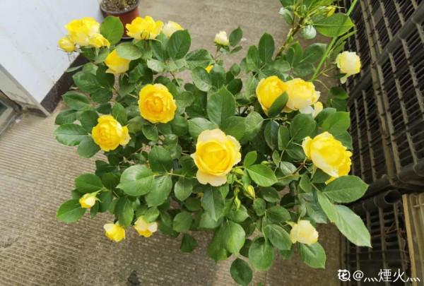 連陰雨天氣，最適合扦插，成活率超高