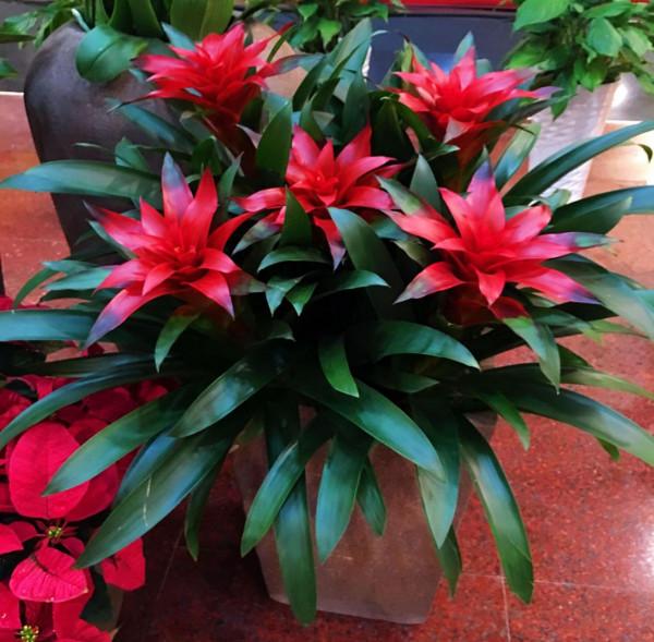 堪稱“養花利器”的黃豆該怎麼用？2種技巧，任你選擇