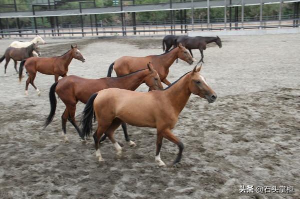 皇家傳世珍品—韓幹《照夜白圖》的由來與外流傳說