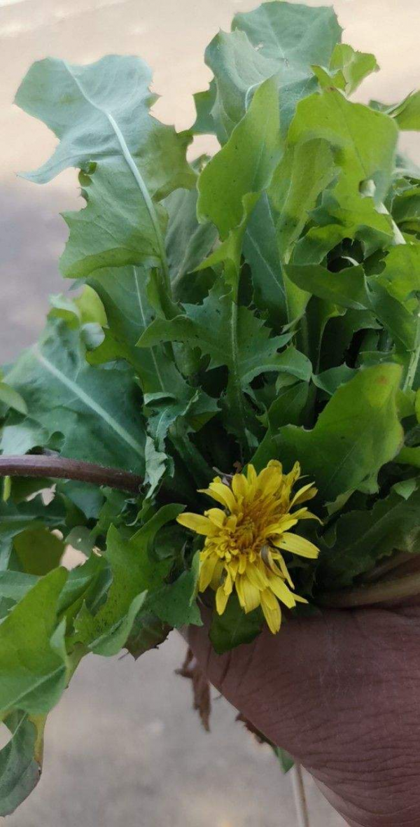 充滿家鄉味的8種野菜,每次回老家,老媽都端一盆上桌蘸醬 充滿家鄉味的8種野菜,每次回老家,老媽都端一盆上桌蘸醬