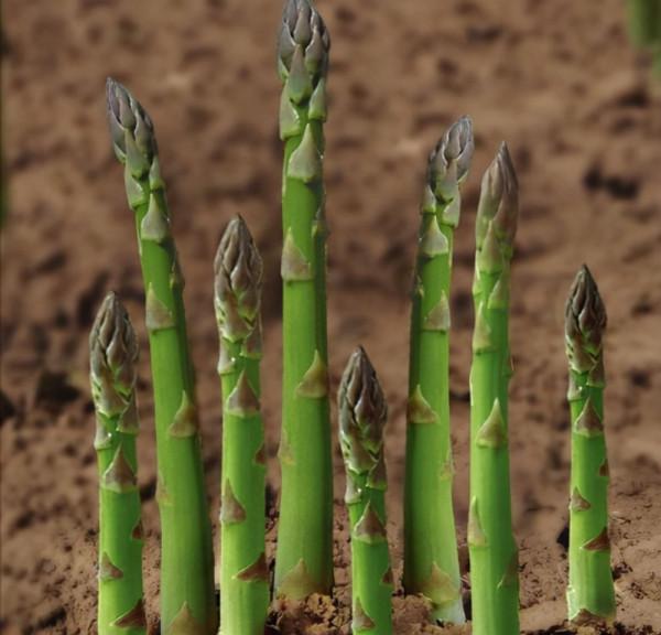 蘆筍的生長環境以及種植和管理方法,掌握這幾點蘆筍高產不是夢 蘆筍的生長環境以及種植和管理方法,掌握這幾點蘆筍高產不是夢