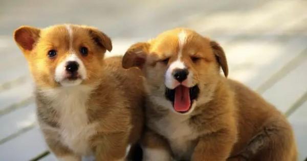 這些汪星人真的不是複製粘貼出來的嗎？太可愛了