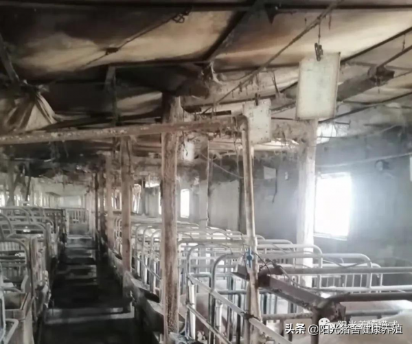 料肉比如何從3.5：1到2.8：1？