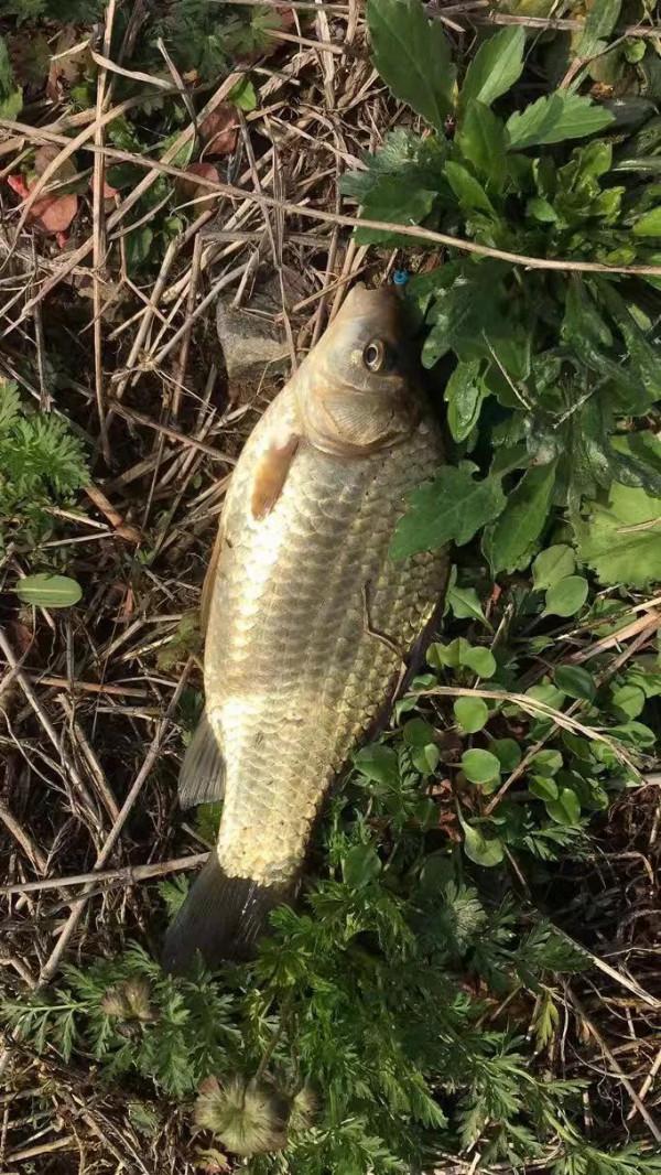 冬釣好餌,價格貴但可以爆漁護,值得用的蝦泥釣餌 冬釣好餌,價格貴但可以爆漁護,值得用的蝦泥釣餌