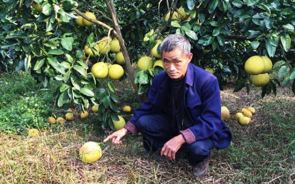 鮮果6元/斤,炒熟能賣近50,國內缺口大,果農很少種植,咋回事? 鮮果6元/斤,炒熟能賣近50,國內缺口大,果農很少種植,咋回事?