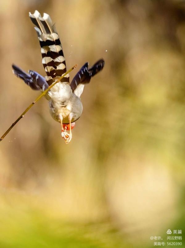 不為雞犬是戰狼，但看紅嘴藍鴉鵲