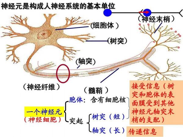 通過了解大腦的工作原理，認識反覆練習的重要性，讓孩子不再偷懶