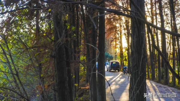 冬日紅杉！望城這條路自帶電影氛圍感→