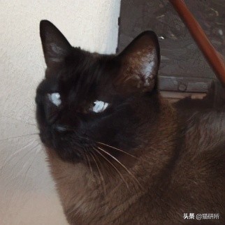 貓咪“鬥雞眼”是咋回事,會影響正常生活嗎? 貓咪“鬥雞眼”是咋回事,會影響正常生活嗎?