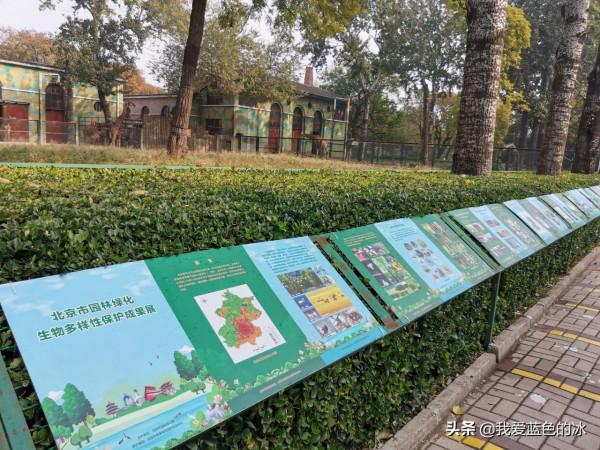 重遊北京動物園，覺得綠化美化比以前好了很多