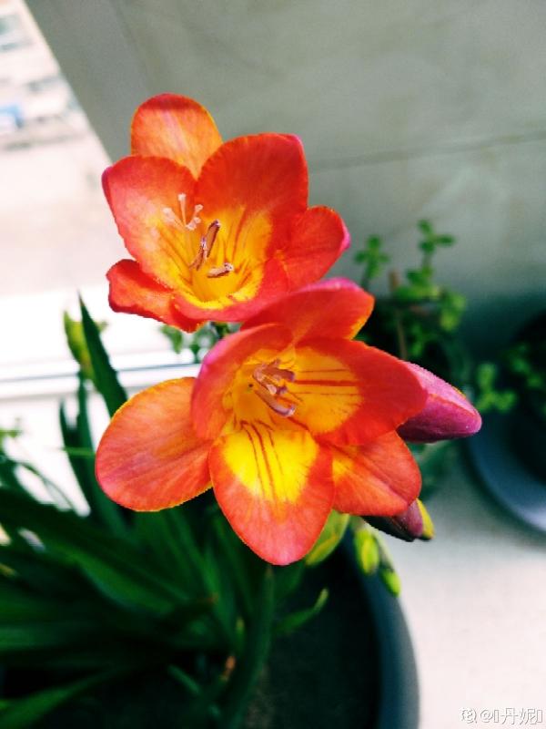 秋天種下3種花，冬天零下也不怕，明年春天花開滿園