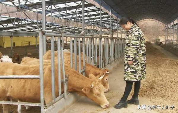 她二次養牛、年銷售額達3500多萬、他經歷了什麼、如何做到的呢? 她二次養牛、年銷售額達3500多萬、他經歷了什麼、如何做到的呢?