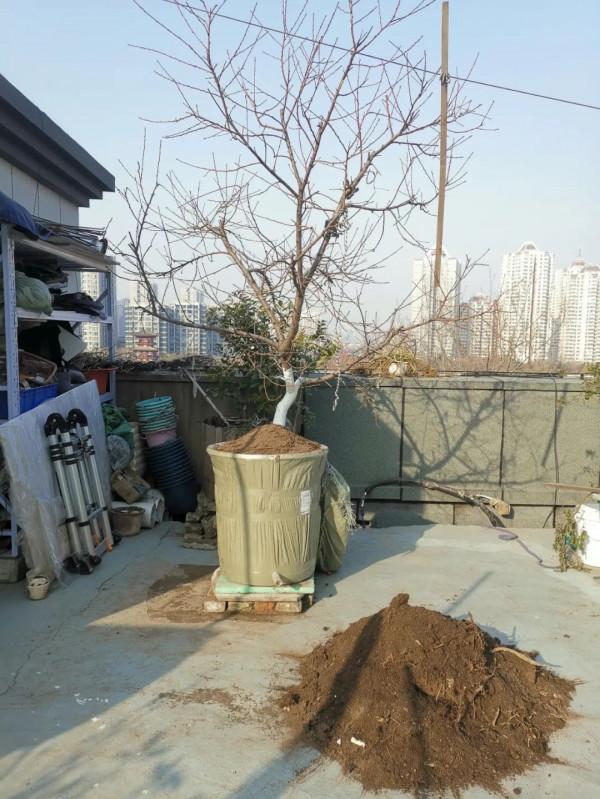 五年換四代，樓頂果樹二培桶經歷了考驗