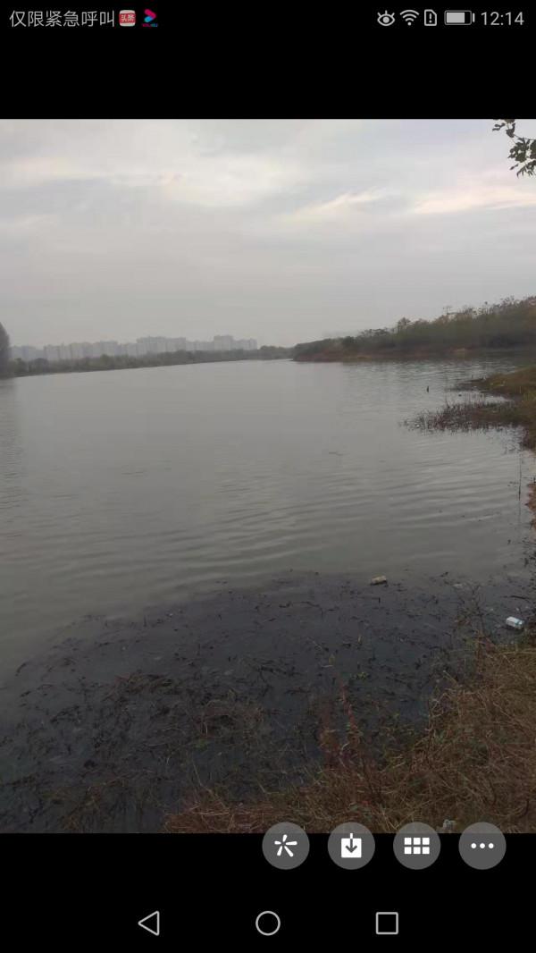 大師釣鯽魚果然有招，一起來學習一下吧