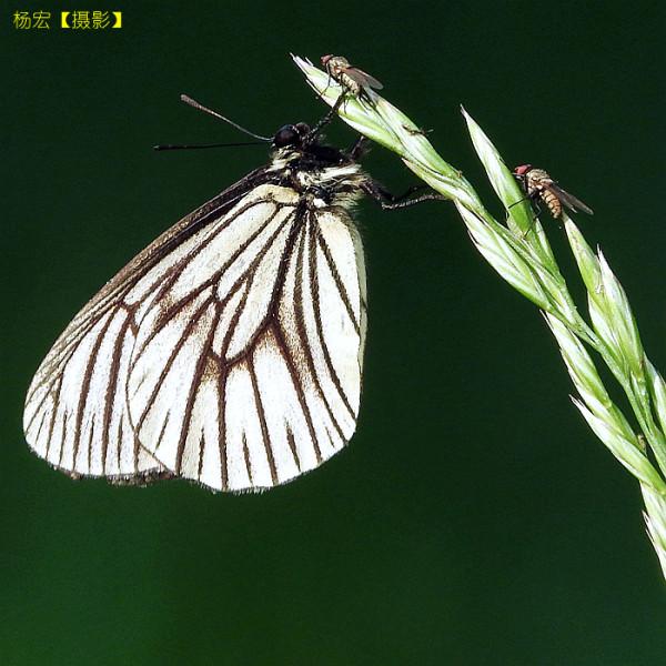 昆蟲世界裡的故事：2.共棲陽光下（圖文）