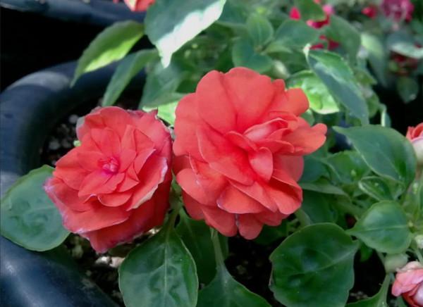 分享圖片，重瓣鳳仙花