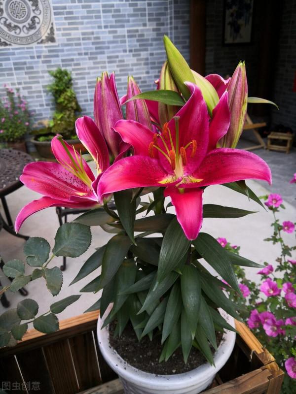 秋冬季節最容易“造假”的花草清單，購買需謹慎，擦亮眼睛