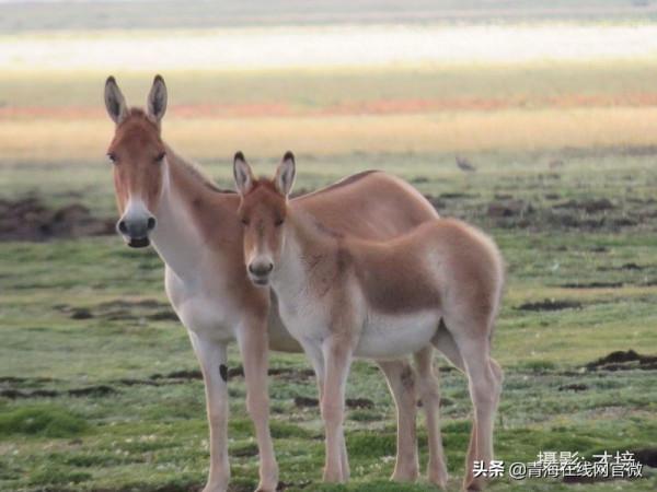 第一！青海三江源國家公園到底有多美「圖」