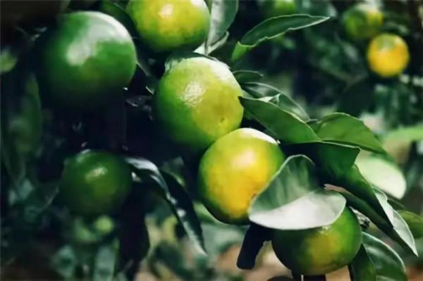 蘇軾七首經典詩歌賞析合集