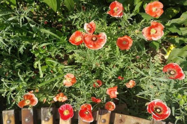 6種漂亮花&OpenCurlyDoubleQuote;不吉利&rdquo;，講究人一般不養，但是太漂亮，看著就喜歡