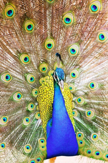 手機桌布‖美麗的孔雀