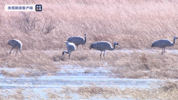 冬日美景!北京延慶野鴨湖候鳥成群、自在棲息 冬日美景!北京延慶野鴨湖候鳥成群、自在棲息
