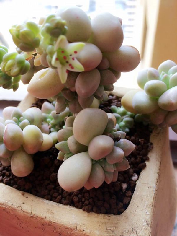 喜歡粉色胖美人,就養這6種,個個都可以驚豔到你 喜歡粉色胖美人,就養這6種,個個都可以驚豔到你