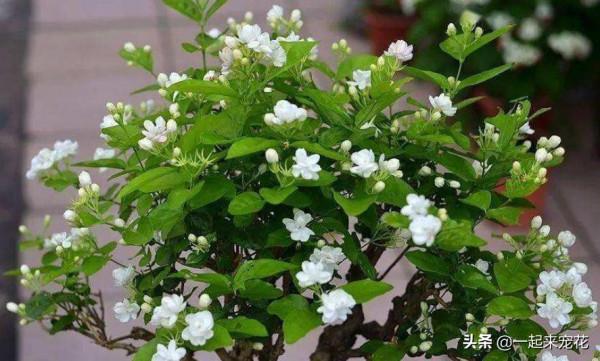 春天養茉莉花有&OpenCurlyDoubleQuote;5忌&rdquo;，即使避開夏天開爆花，香味清新惹人愛
