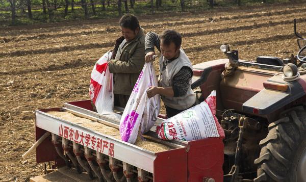 為什麼說“麥在種,秋在管”、“麥收胎裡富,種好是基礎”? 為什麼說“麥在種,秋在管”、“麥收胎裡富,種好是基礎”?