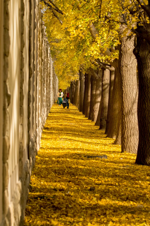 在北京過個秋天，立刻退掉了去騰衝的機票