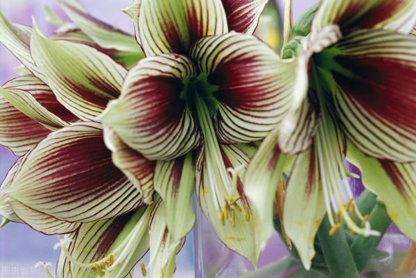 難怪朱頂紅不開花，這幾件事做不好，只能看葉子