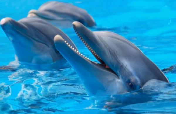 外媒：以色列使用殺手海豚特工追捕哈馬斯蛙人