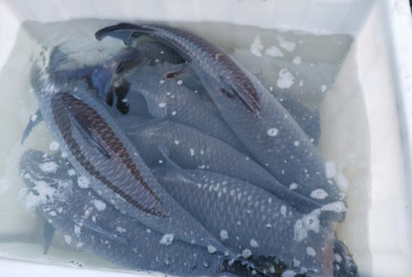 體大味美,備受釣友青睞的青魚,為何卻被稱為“索命魚”? 體大味美,備受釣友青睞的青魚,為何卻被稱為“索命魚”?