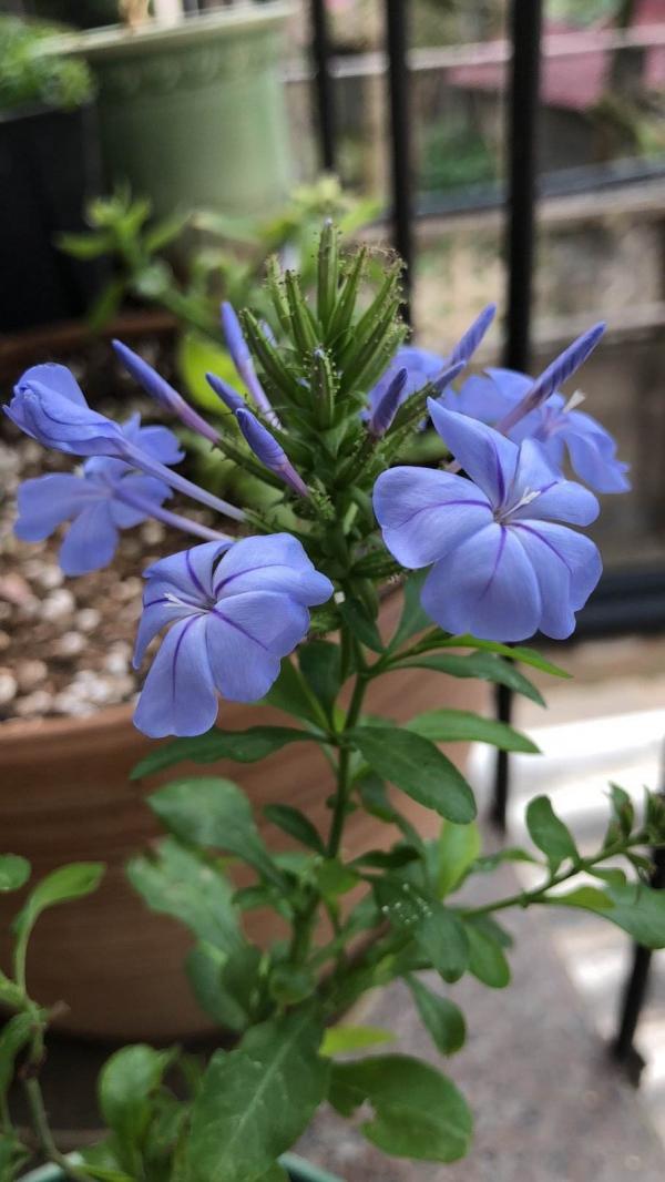 人過五十五,不想再勞累,養5種花完全不操心 人過五十五,不想再勞累,養5種花完全不操心