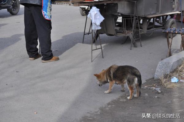 大叔集市上賣香貨，陌生護衛犬逢集便到，大叔：看攤兒捉賊好幫手