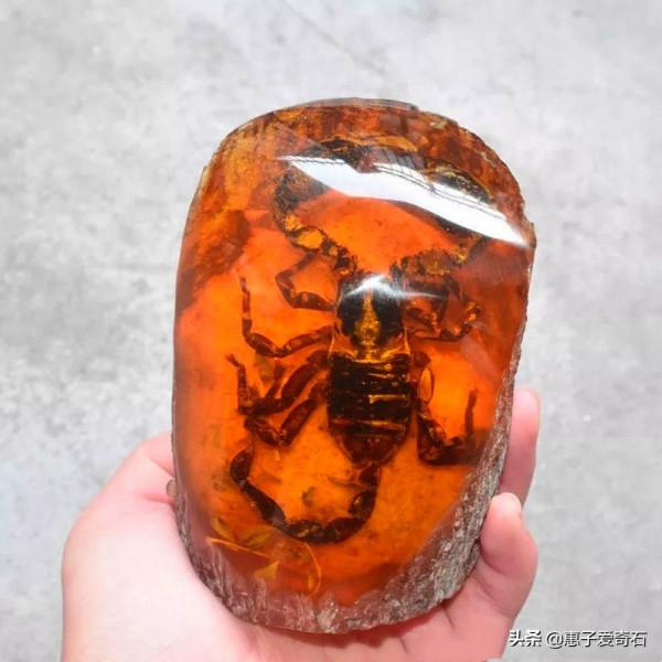 最貴的化石拍出2&period;16億，但有些&OpenCurlyDoubleQuote;化石&rdquo;並非化石