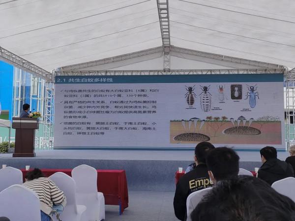 雞樅人工種植成功？野生食用菌產業大會，重新整理你對食用菌的認知