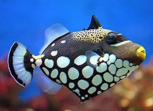 海邊有哪些看起來人畜無害,實際兇險萬分的動物?見到躲遠些 海邊有哪些看起來人畜無害,實際兇險萬分的動物?見到躲遠些