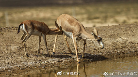 甘肅張掖:荒漠精靈秋日飲水圖 甘肅張掖:荒漠精靈秋日飲水圖