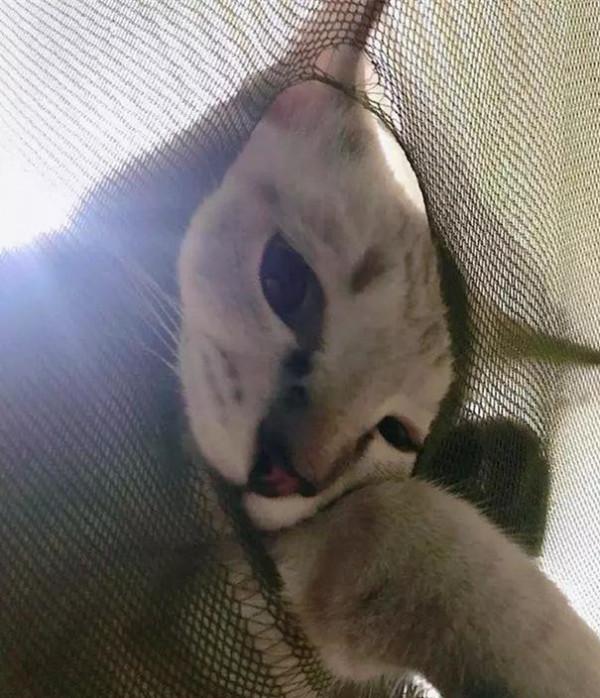 夏天如何養好貓咪？首先要保證餵食的貓糧要新鮮哦