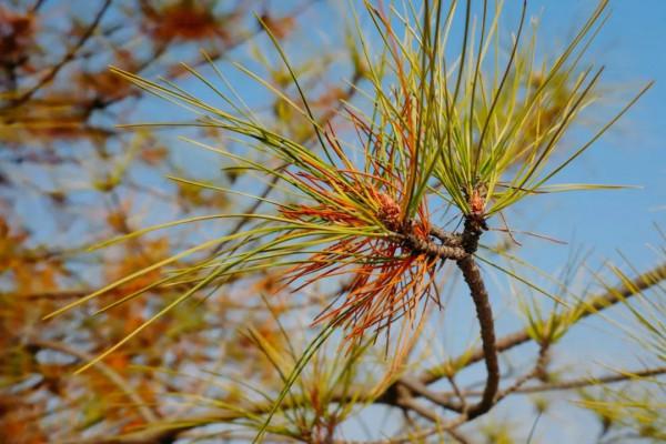 美成一個童話，只想在科學城的秋中多呆一會！
