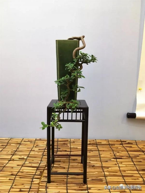 最高水準的素仁格盆景藝術，值得收藏