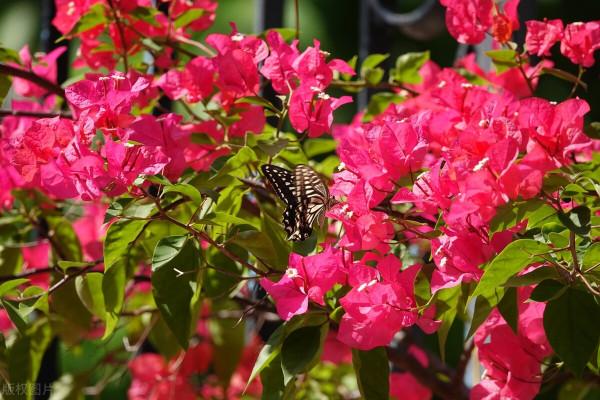 買花避坑指南:有這5個特徵的店鋪,花草再便宜也別買,容易上當 買花避坑指南:有這5個特徵的店鋪,花草再便宜也別買,容易上當