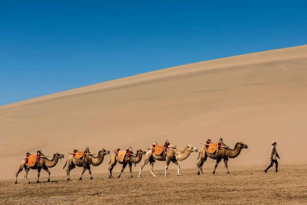 1945年，甘肅小夥娶親遭遇劫匪，危難時刻，狼群趕來報恩