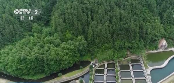 安徽休寧:草魚變身致富“金魚”養殖戶成功實現增收 安徽休寧:草魚變身致富“金魚”養殖戶成功實現增收