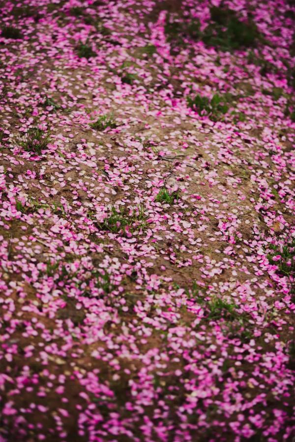 走，&OpenCurlyDoubleQuote;盤&rdquo;花去！慶元小城，花又開好了~