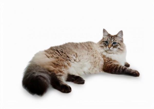 世界上非常可愛的十種貓